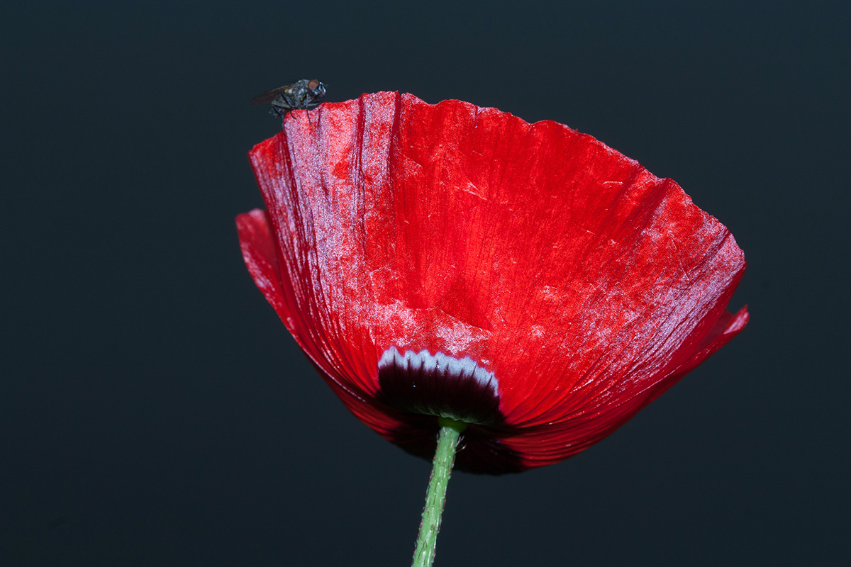 Image of Papaver umbonatum specimen.