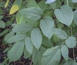 Aralia continentalis