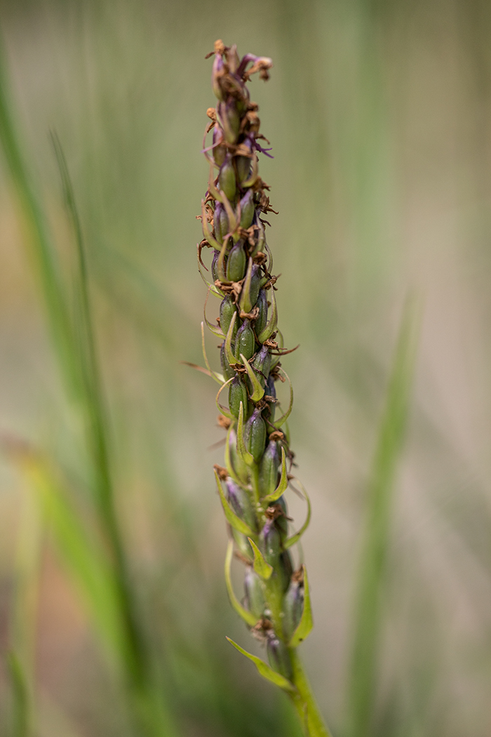 Image of Gymnadenia conopsea specimen.