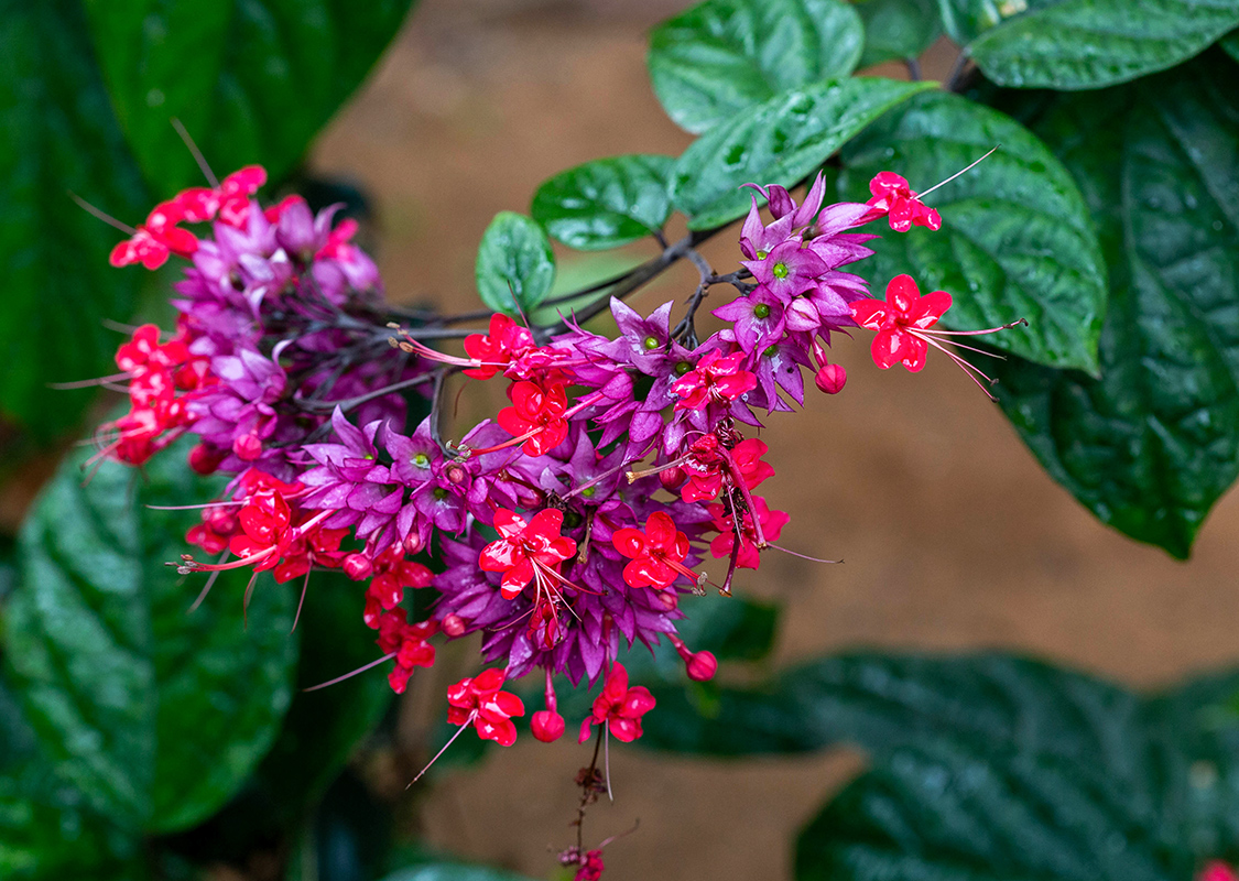 Изображение особи Clerodendrum splendens.