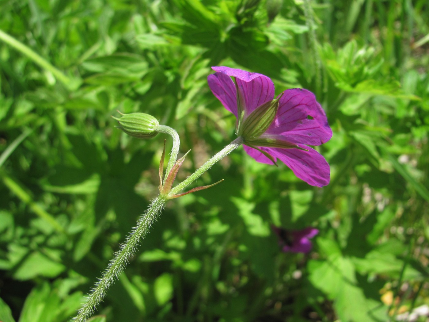 Изображение особи Geranium palustre.