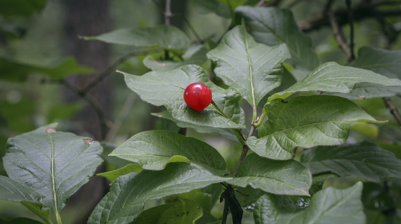 Изображение особи Lonicera sachalinensis.