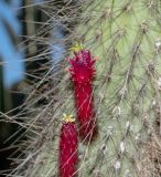 Cleistocactus baumannii. Часть побега с цветками. Израиль, Шарон, г. Тель-Авив, ботанический сад \"Сад кактусов\". 13.02.2022.