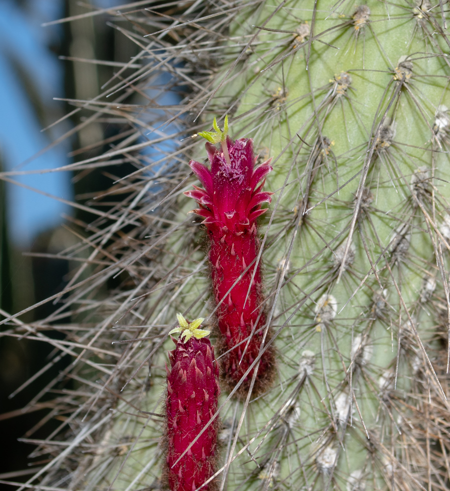 Изображение особи Cleistocactus baumannii.