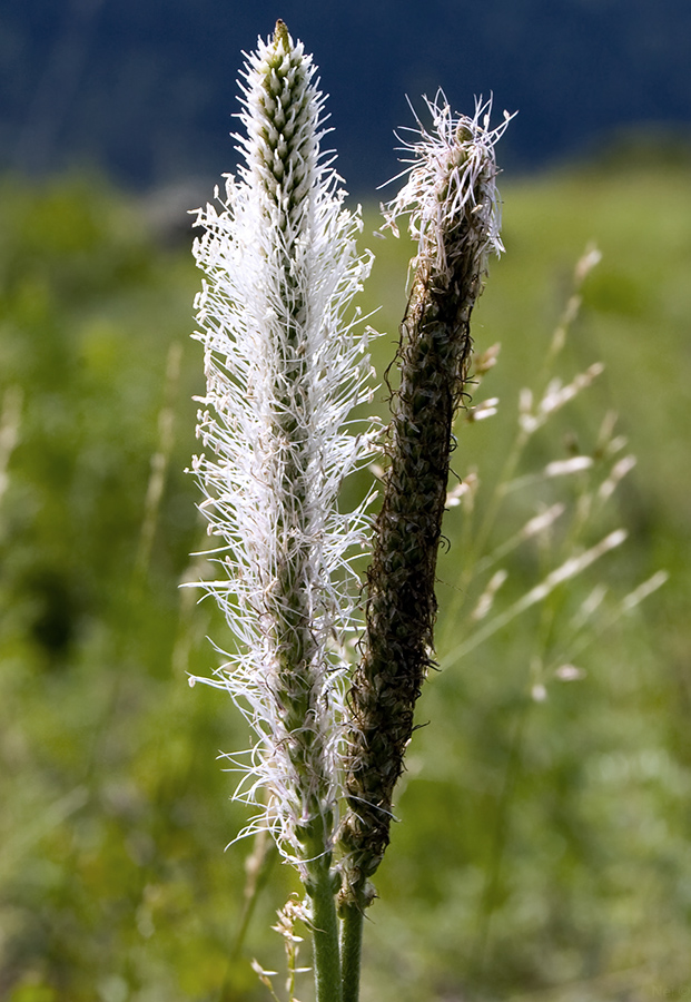 Image of Plantago media specimen.