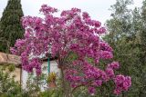 Tabebuia impetiginosa