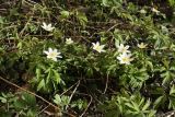 Anemone nemorosa