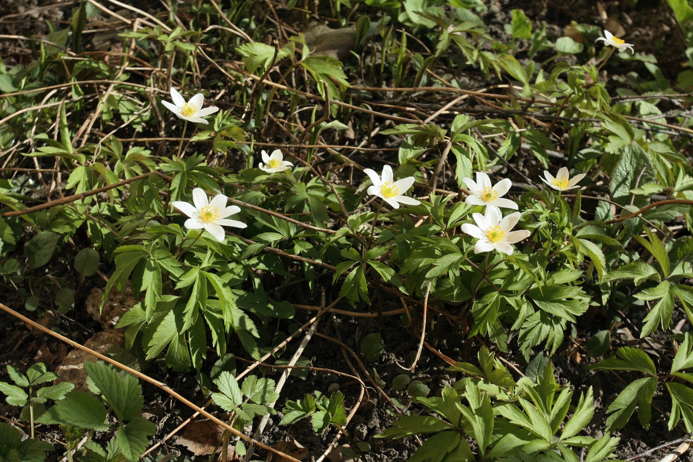 Image of Anemone nemorosa specimen.