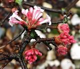genus Viburnum. Веточка с соцветиями. ФРГ, земля Рейнланд-Пфальц, г. Трир, уличное озеленение. Декабрь.
