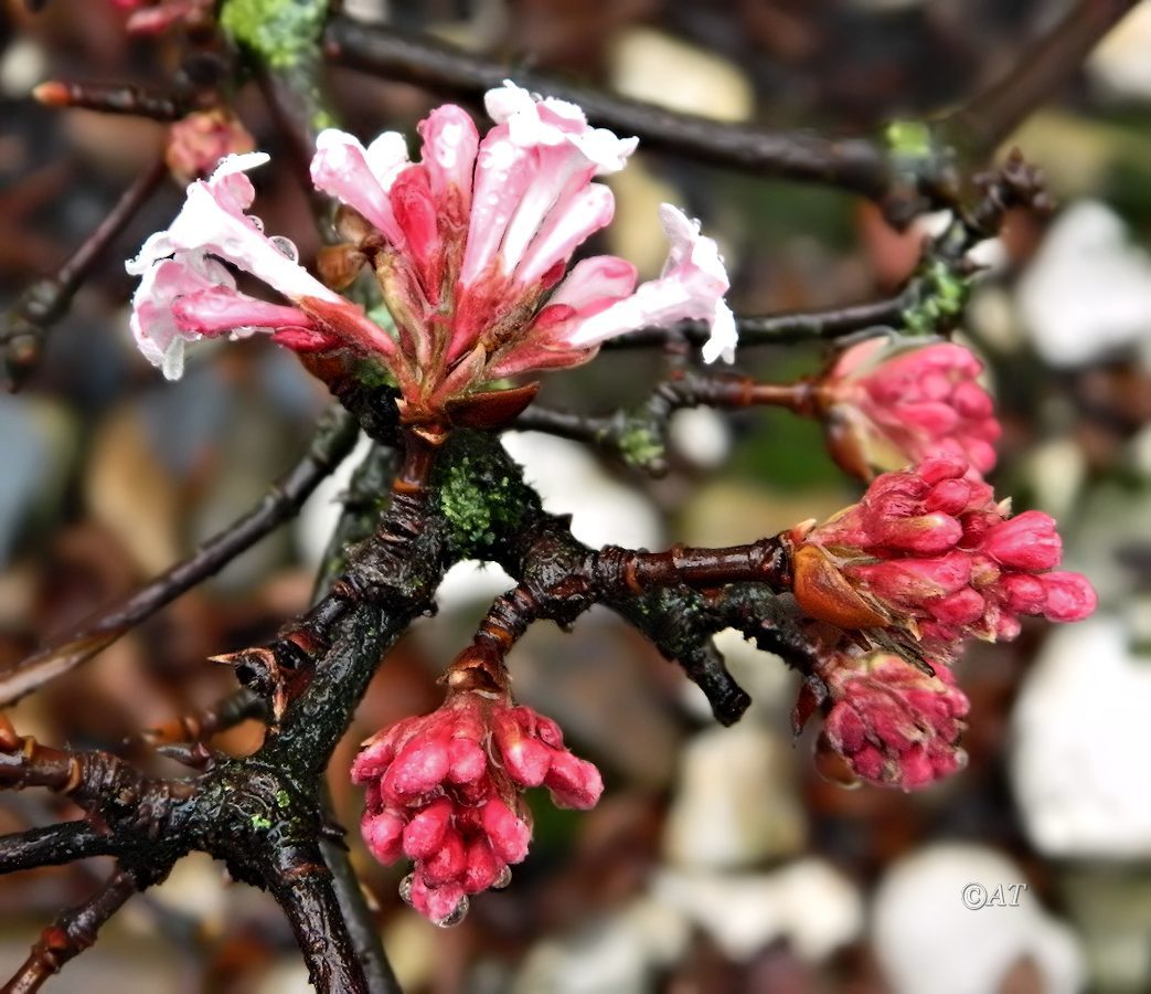 Image of genus Viburnum specimen.