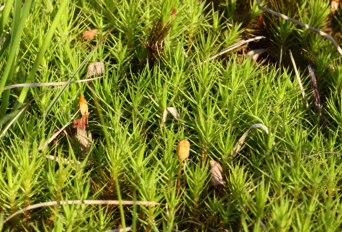 Image of Polytrichum swartzii specimen.