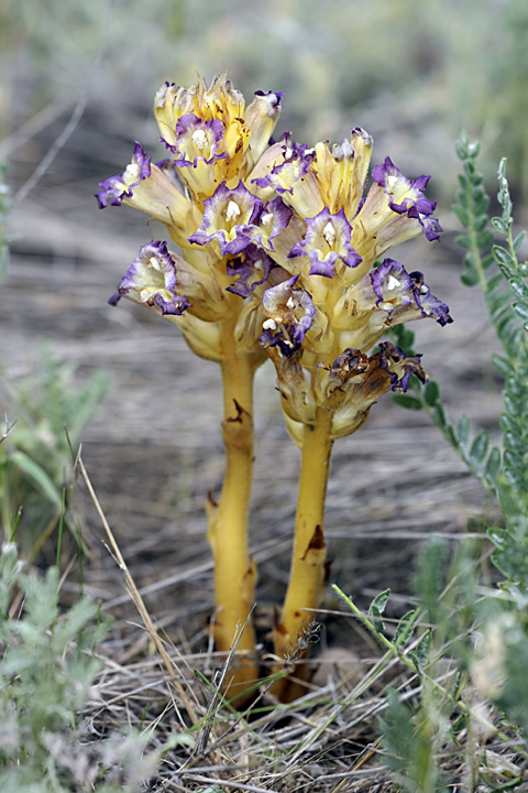 Image of Orobanche amoena specimen.