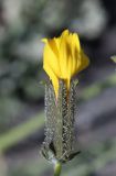 Youngia tenuifolia ssp. altaica