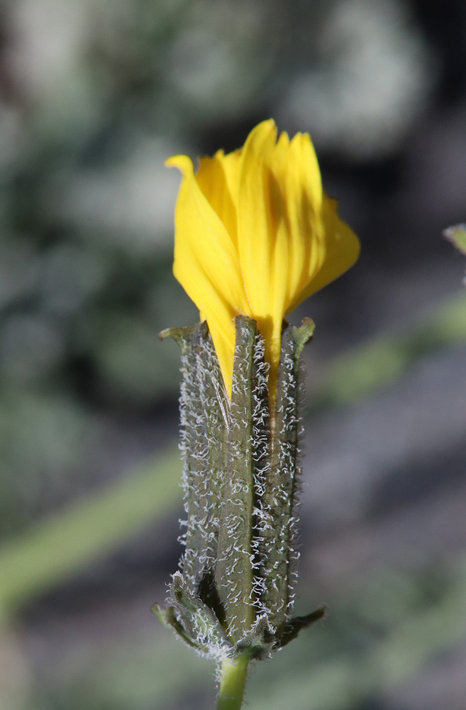 Изображение особи Youngia tenuifolia ssp. altaica.