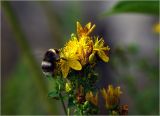 Hypericum maculatum