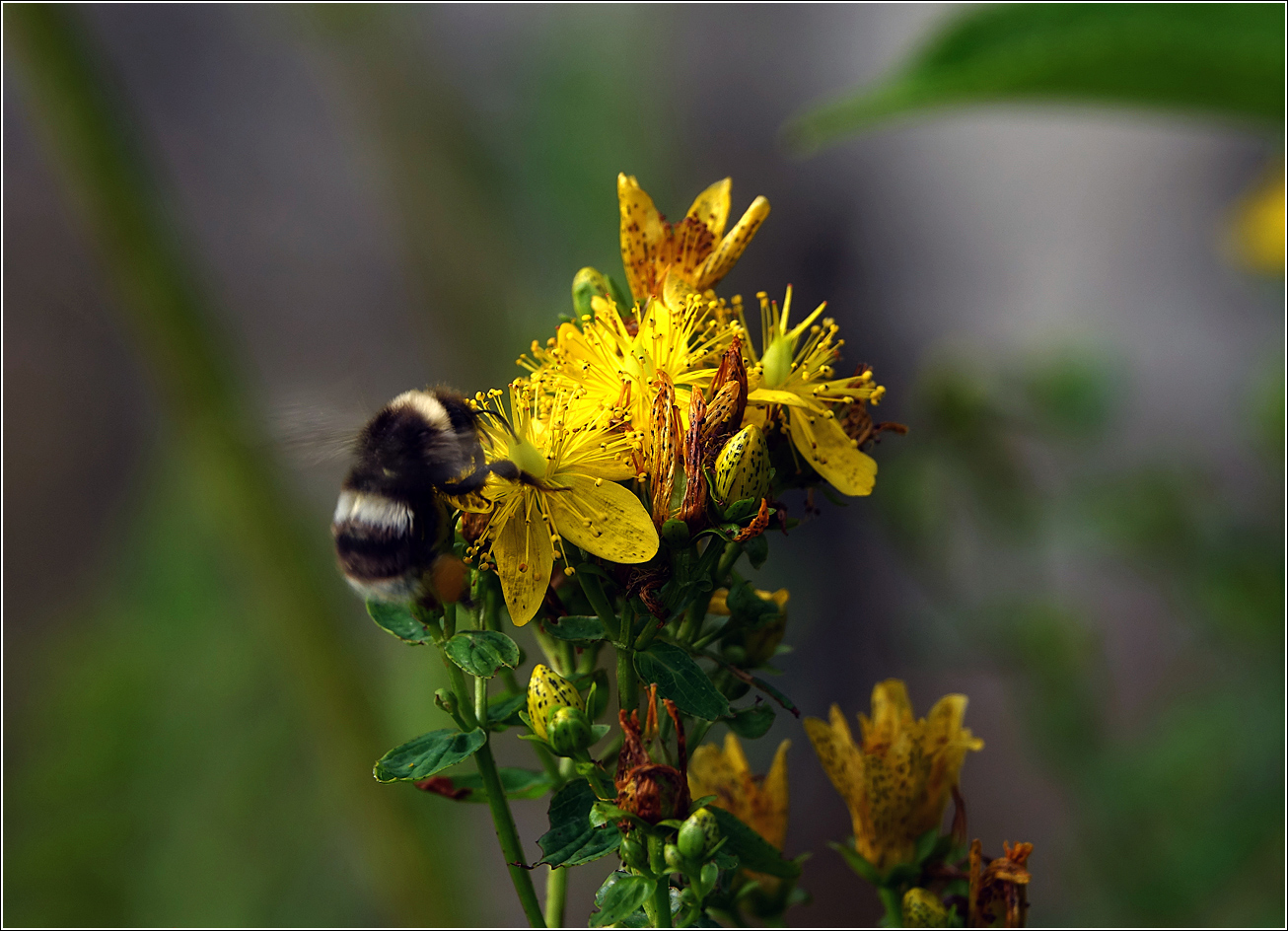 Изображение особи Hypericum maculatum.