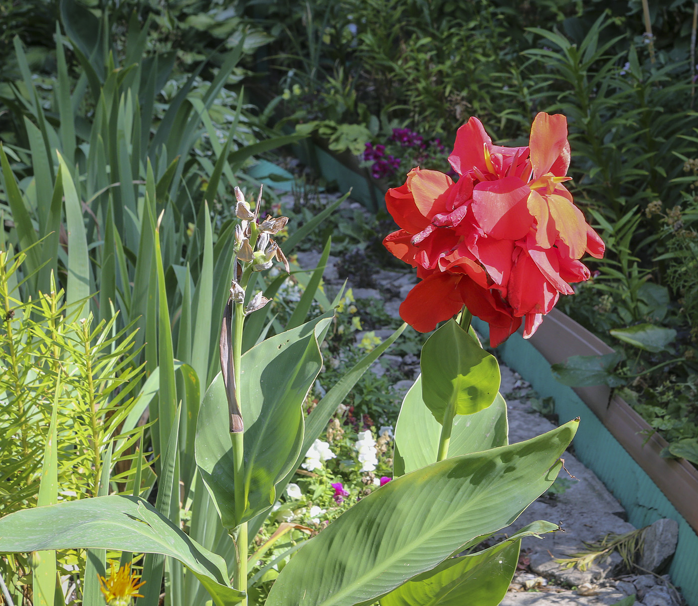 Image of Canna &times; generalis specimen.