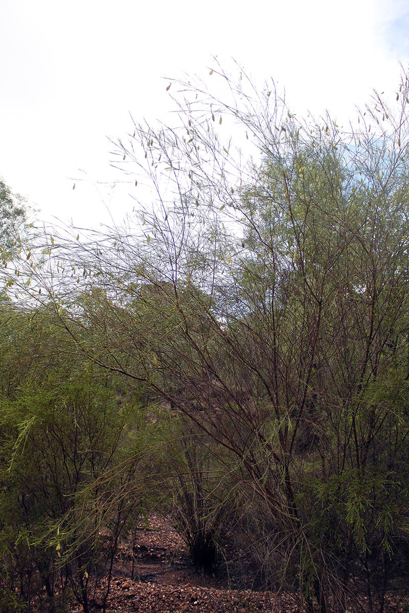 Image of familia Fabaceae specimen.
