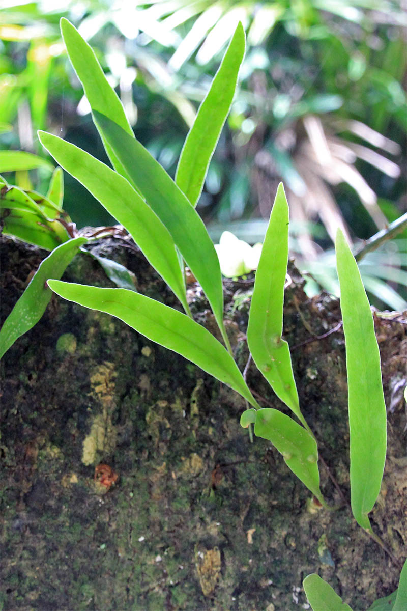 Изображение особи семейство Polypodiaceae.