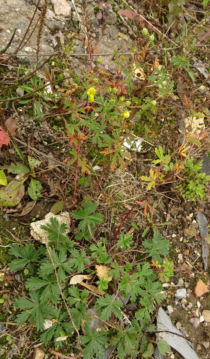 Image of genus Potentilla specimen.