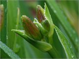 Hemerocallis &times; hybrida