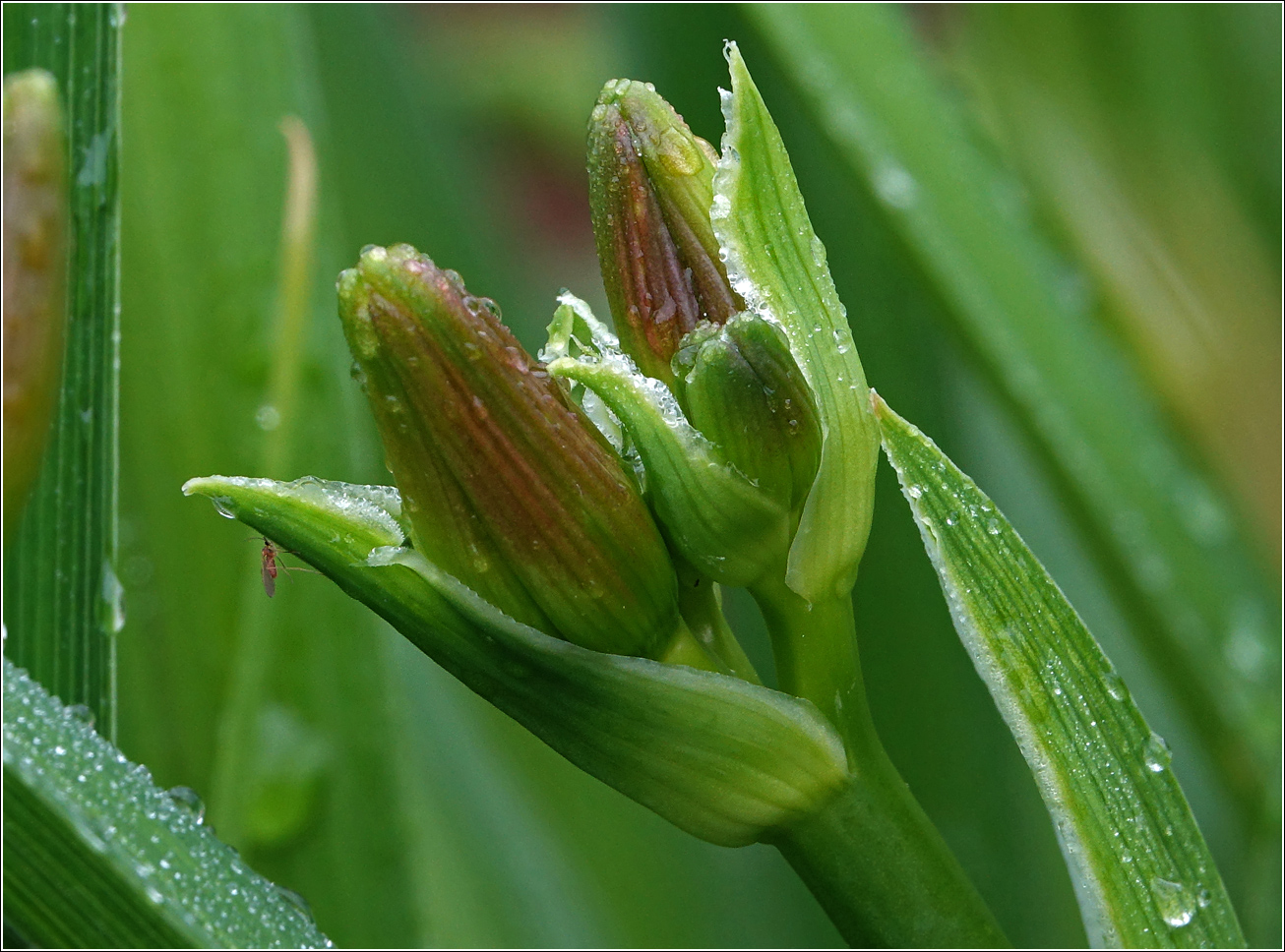 Image of Hemerocallis &times; hybrida specimen.