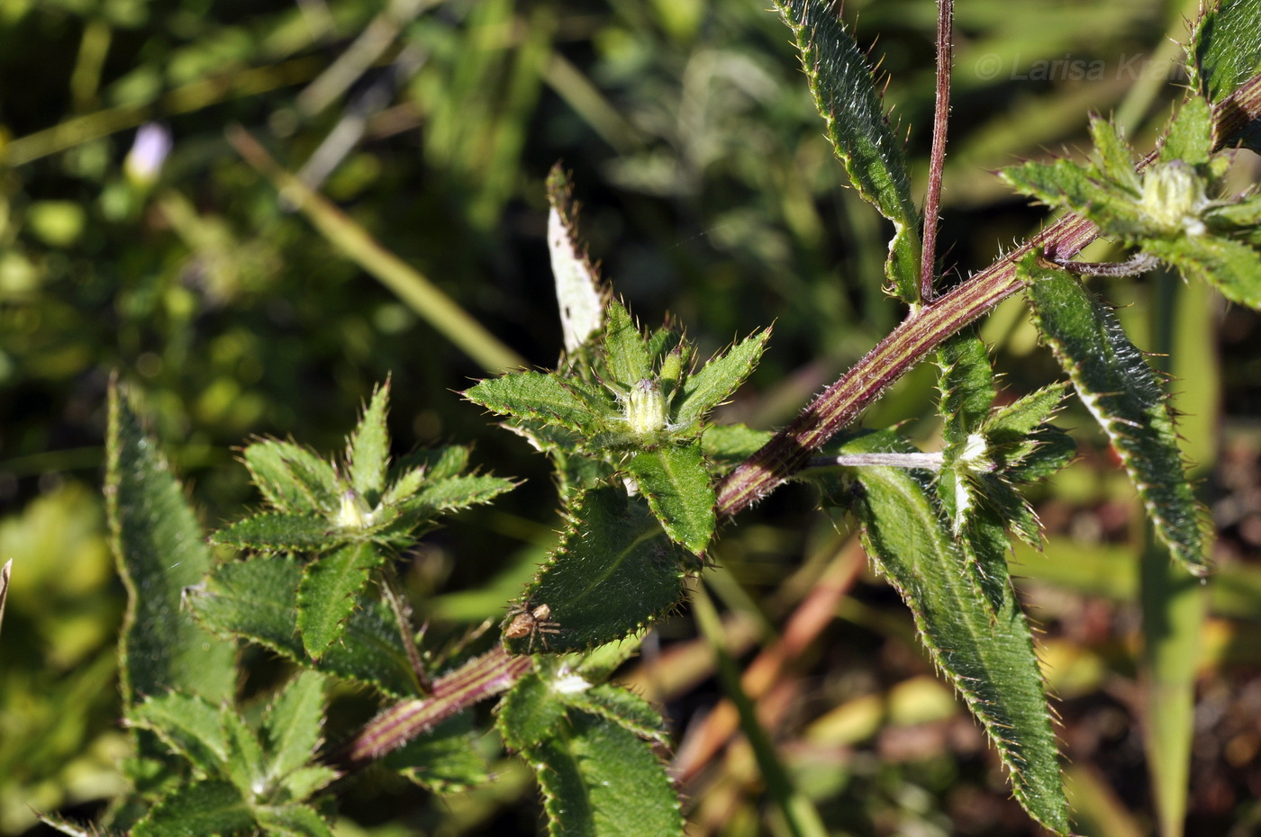 Изображение особи Cirsium vlassovianum.