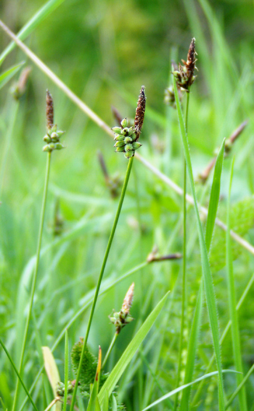 Изображение особи Carex montana.