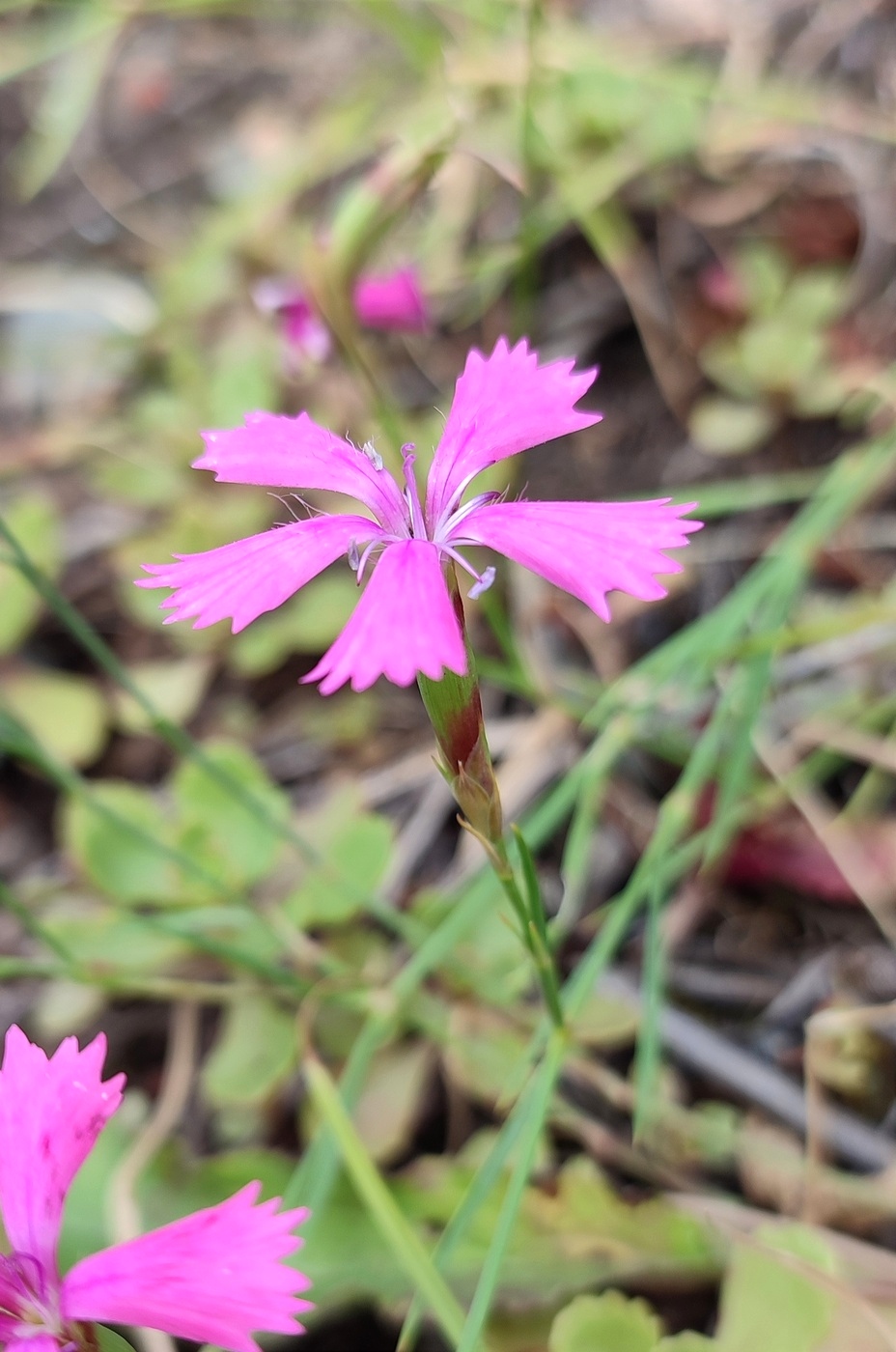 Изображение особи Dianthus versicolor.