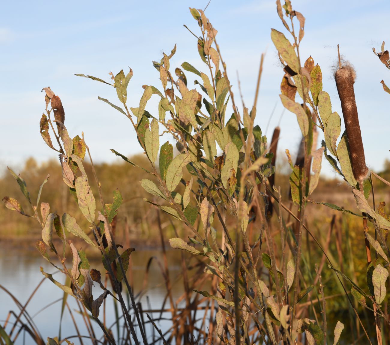 Image of Salix cinerea specimen.