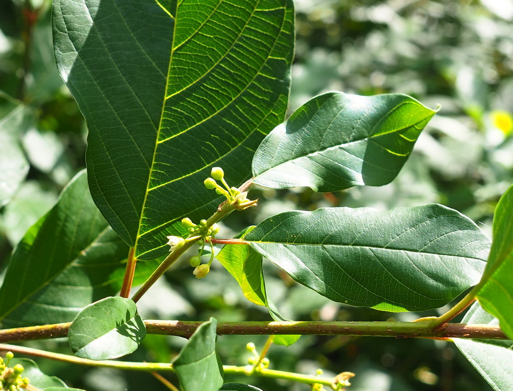 Изображение особи Frangula alnus.