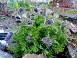 genus Pulsatilla. Расцветающее растение. Санкт-Петербург, Ботанический сад БИН РАН, альпийские горки. 02.05.2015.