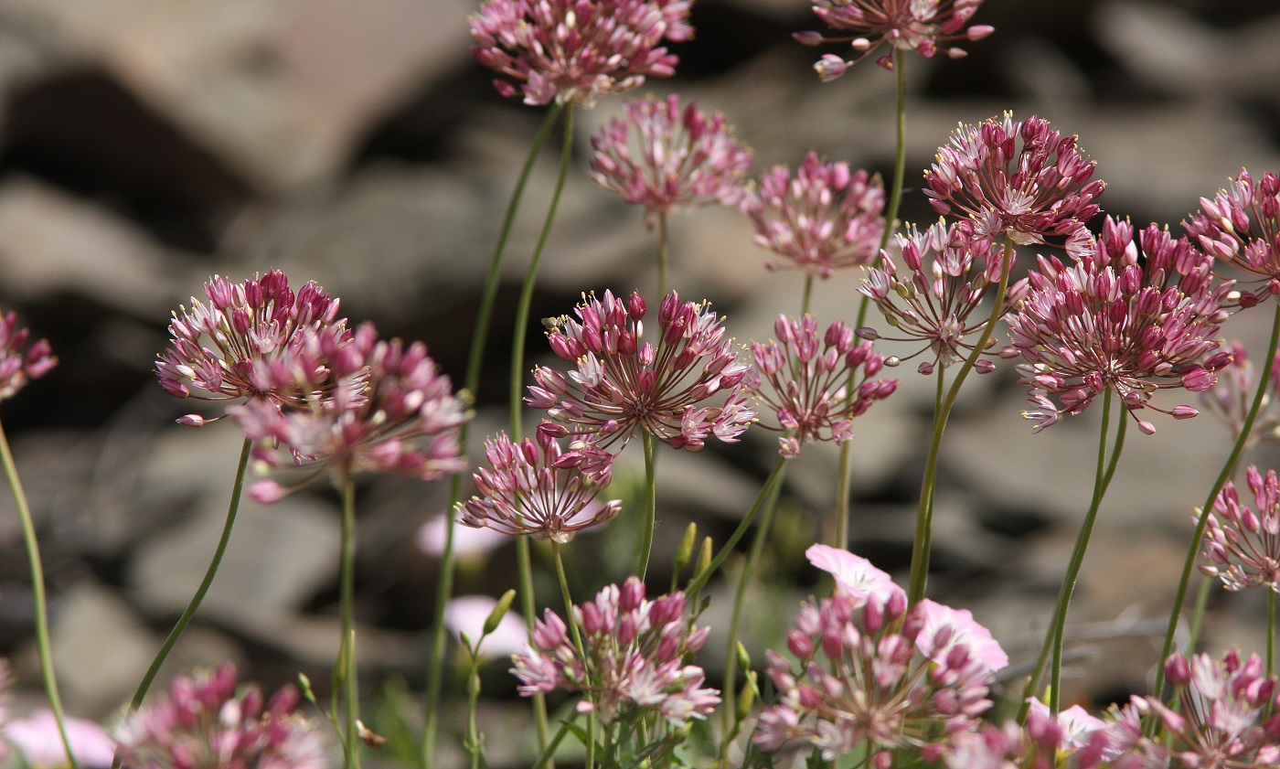 Image of Allium trachyscordum specimen.