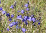 Campanula rotundifolia. Верхушки побегов с соцветиями. Якутия, Мирнинский р-н, окр. пос. Светлый, берег р. М. Ботуобуя. 12.07.2009.