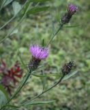 Centaurea × livonica. Верхушка цветущего растения. Москва, ГБС, разнотравный луг. 15.09.2022.