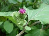 Arctium lappa