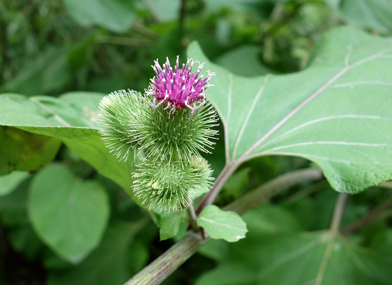 Изображение особи Arctium lappa.