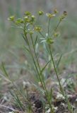 Euphorbia leptocaula