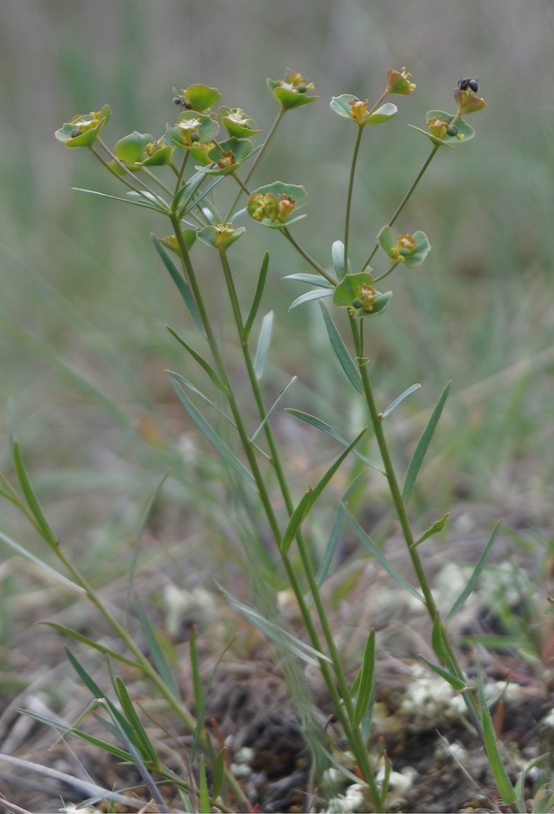 Image of Euphorbia leptocaula specimen.