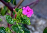 Mirabilis jalapa