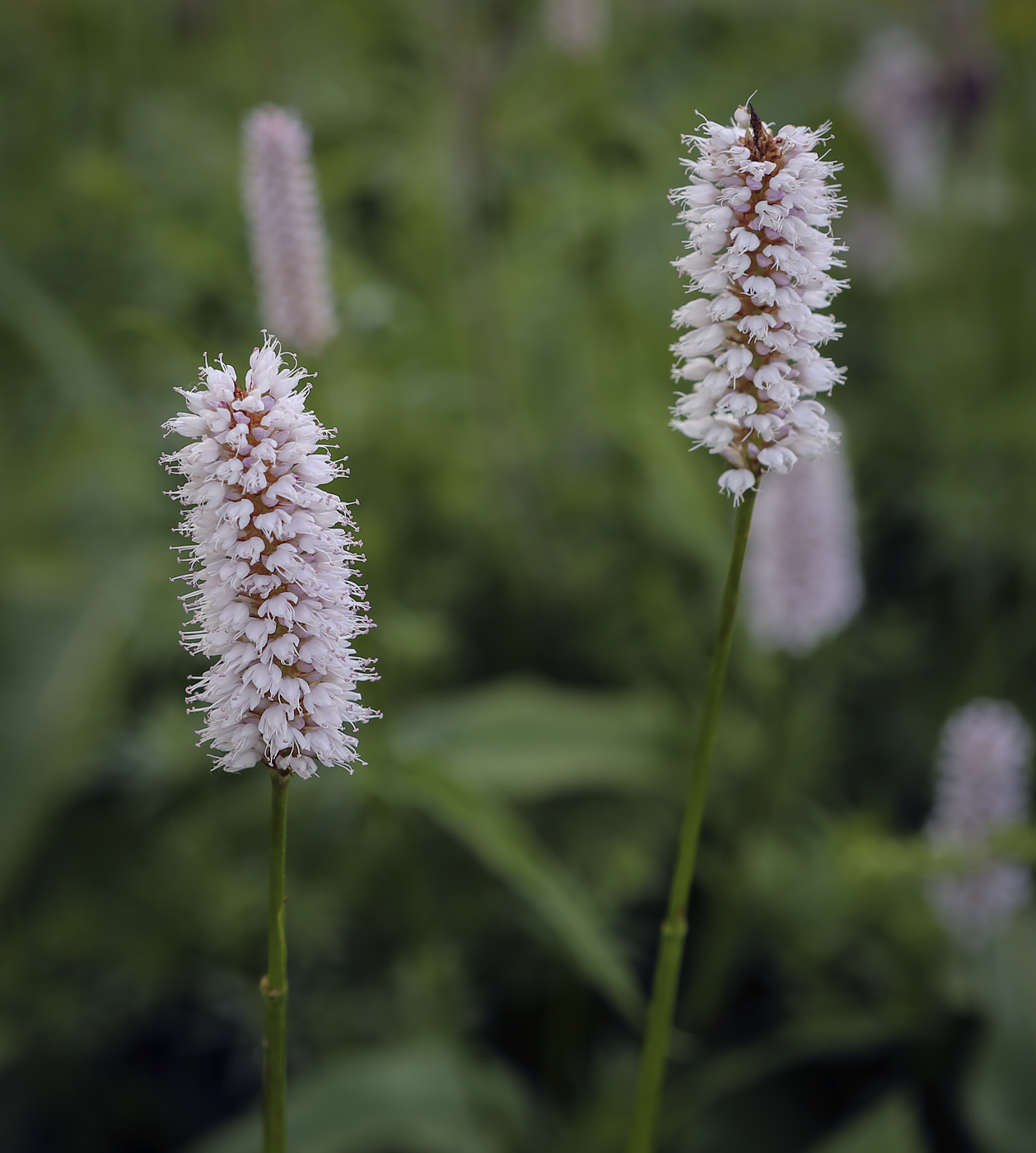 Image of Bistorta officinalis specimen.