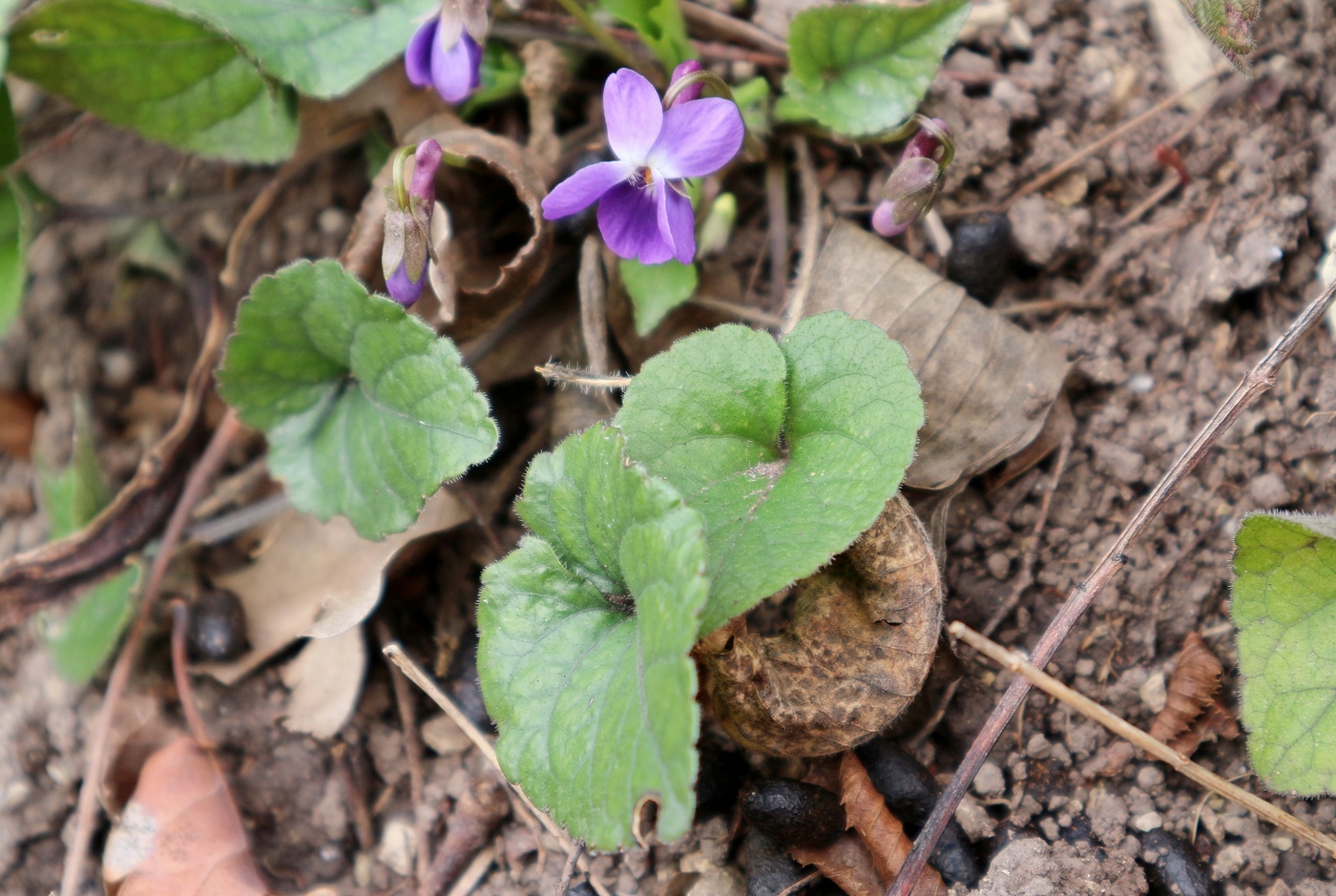 Изображение особи Viola dehnhardtii.