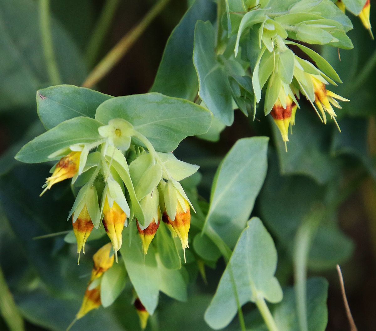 Image of Cerinthe minor specimen.