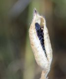 Delphinium hispanicum