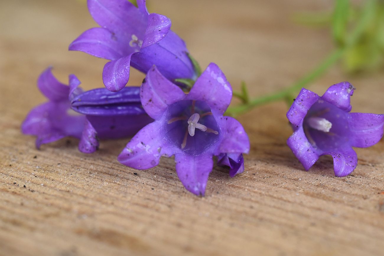 Изображение особи Campanula hohenackeri var. darialica.