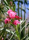 Nerium oleander. Верхушка побега с соцветием. Египет, мухафаза Эль-Гиза, оазис Бахария, в культуре. 30.04.2023.
