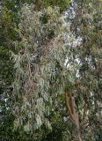 Eucalyptus camaldulensis. Часть ствола и кроны цветущего и плодоносящего дерева. Египет, мухафаза Эль-Гиза, г. Эль-Гиза, в культуре. 28.04.2023.