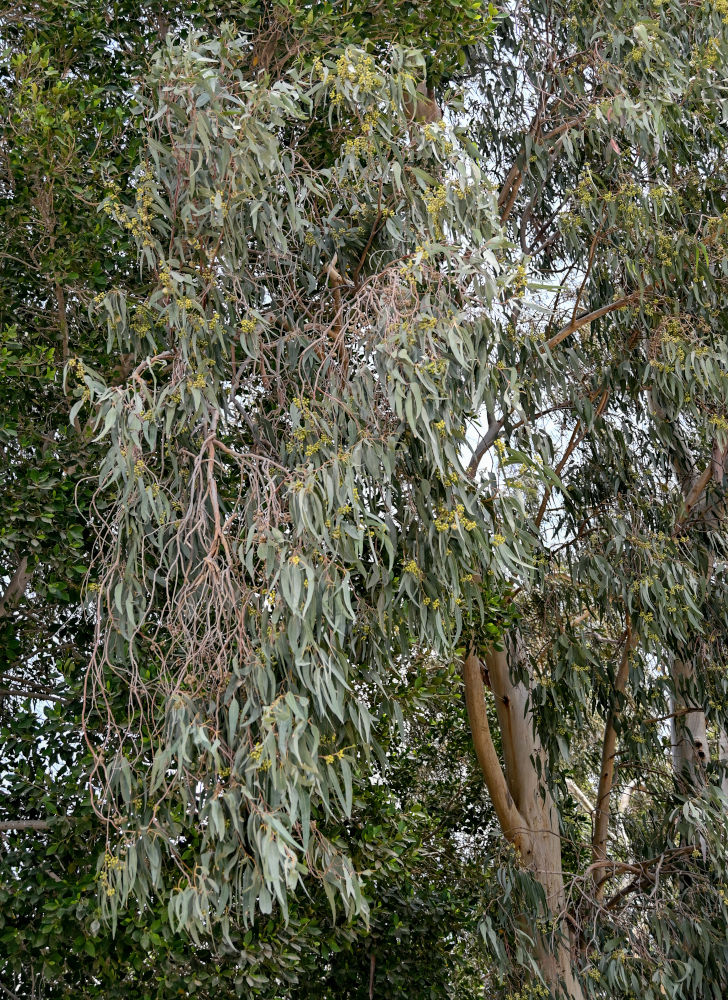 Image of Eucalyptus camaldulensis specimen.