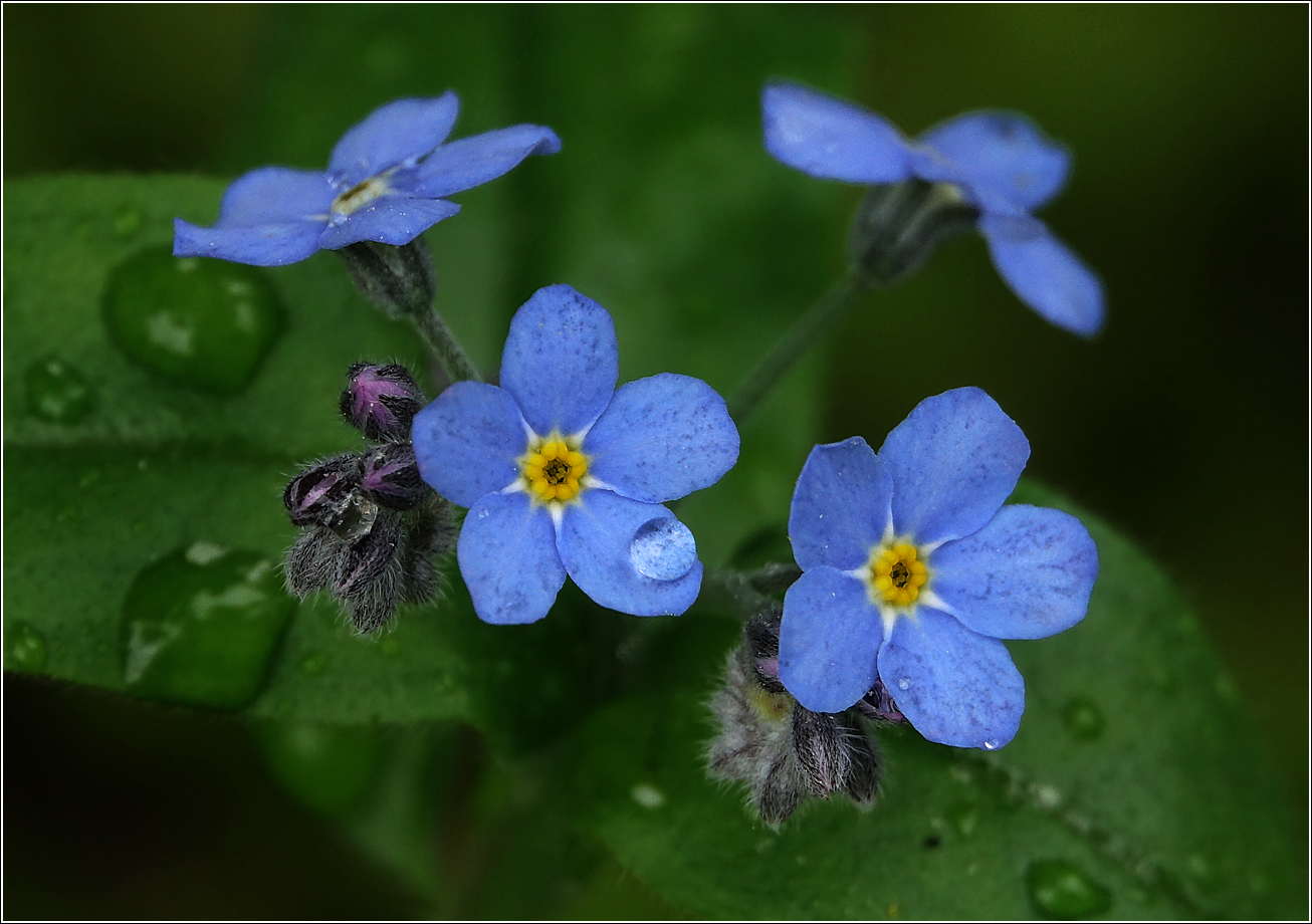 Изображение особи Myosotis sylvatica.