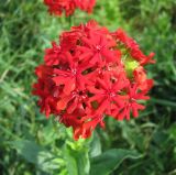 Lychnis chalcedonica